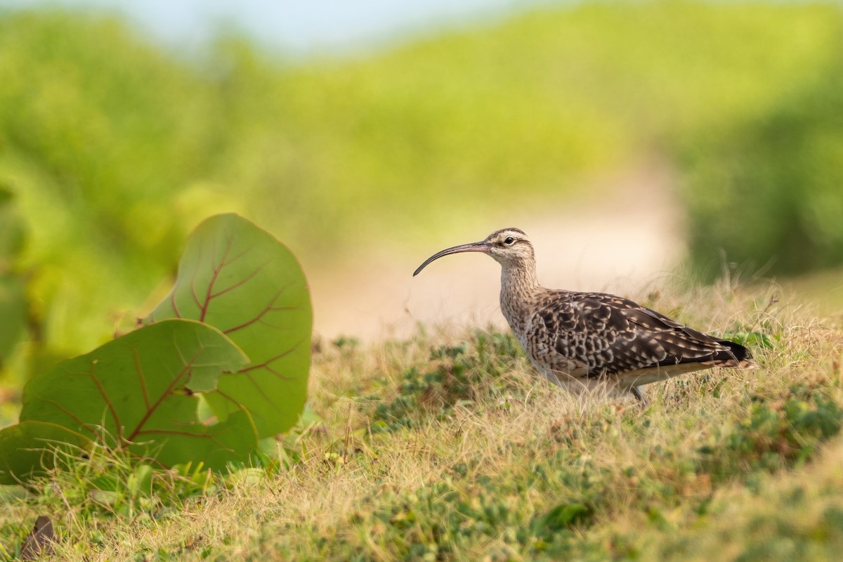 Bristle-thighed Curlew - ML422705131
