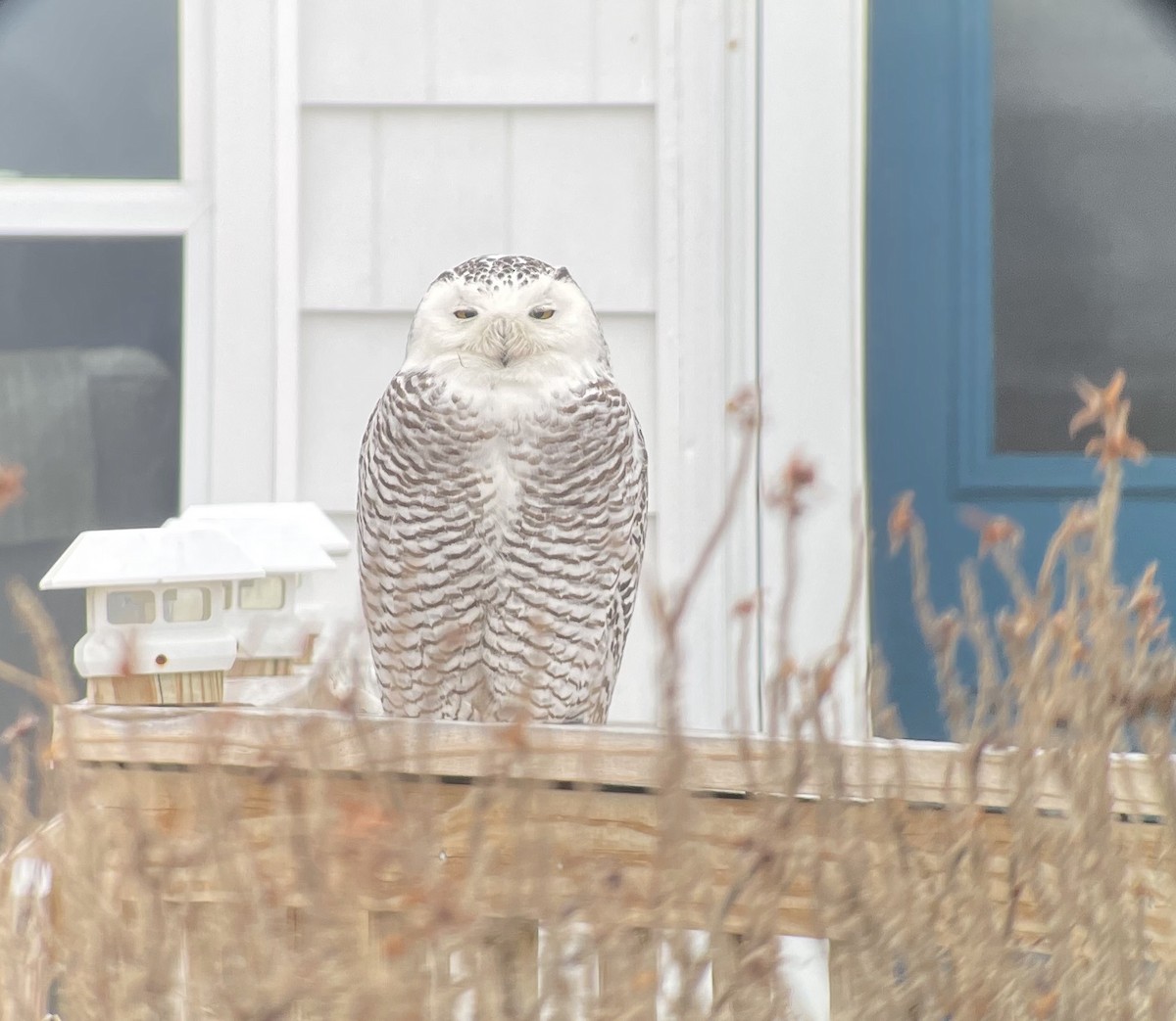 Snowy Owl - ML422706661