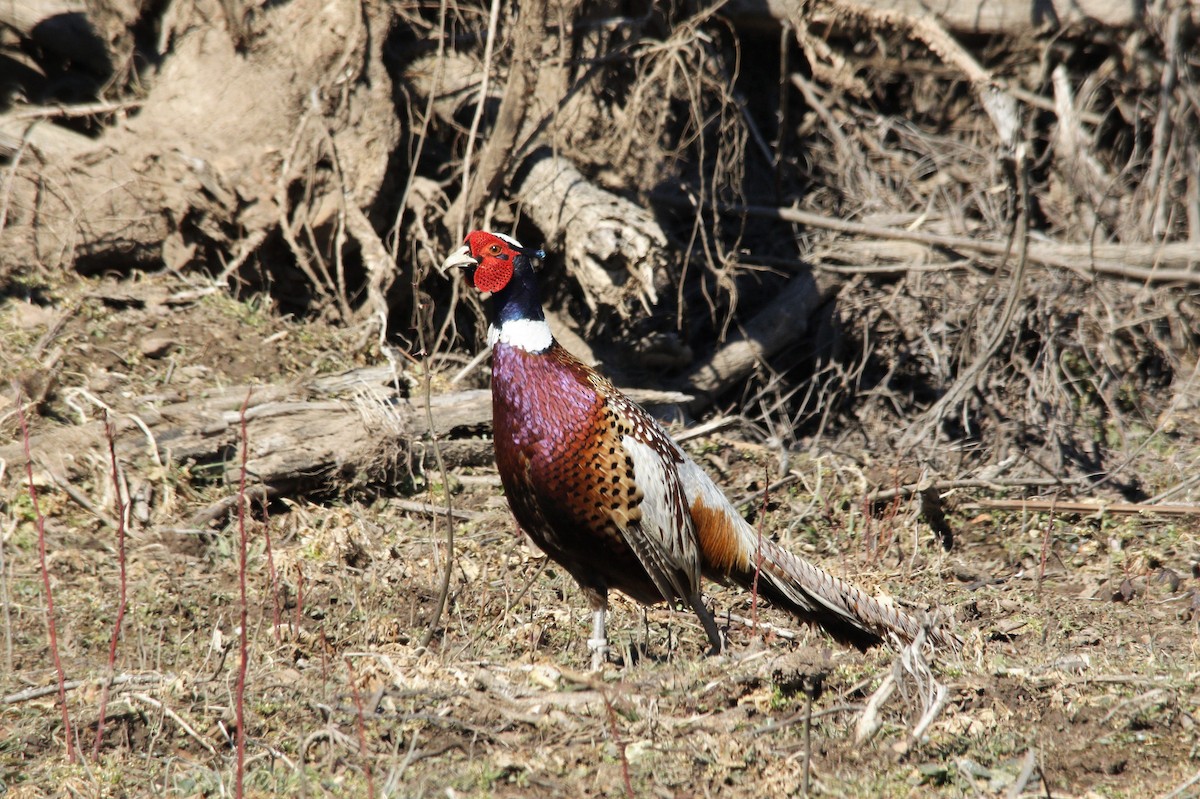 Ring-necked Pheasant - ML422711361