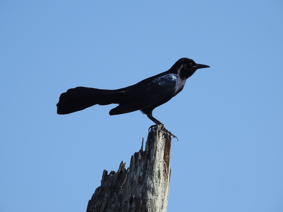 Boat-tailed Grackle - ML422711421