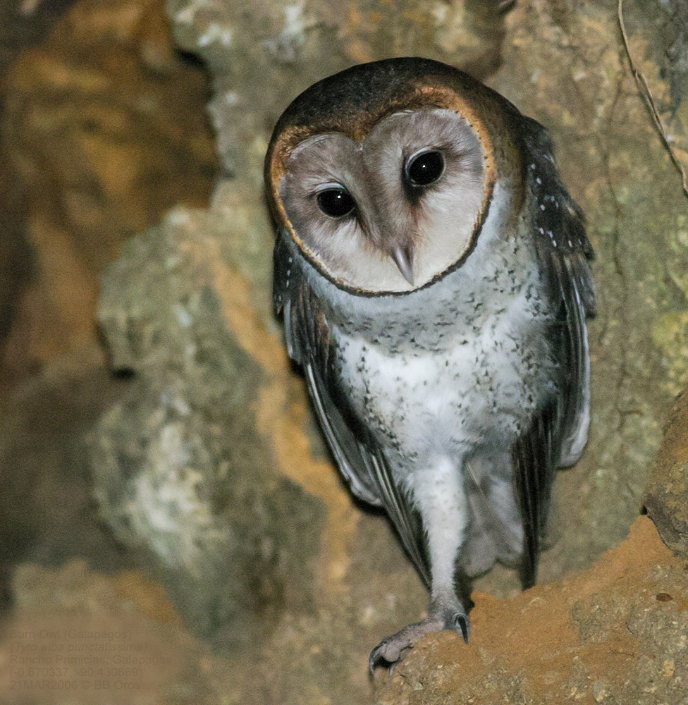 Barn Owl (Galapagos) - BB Oros