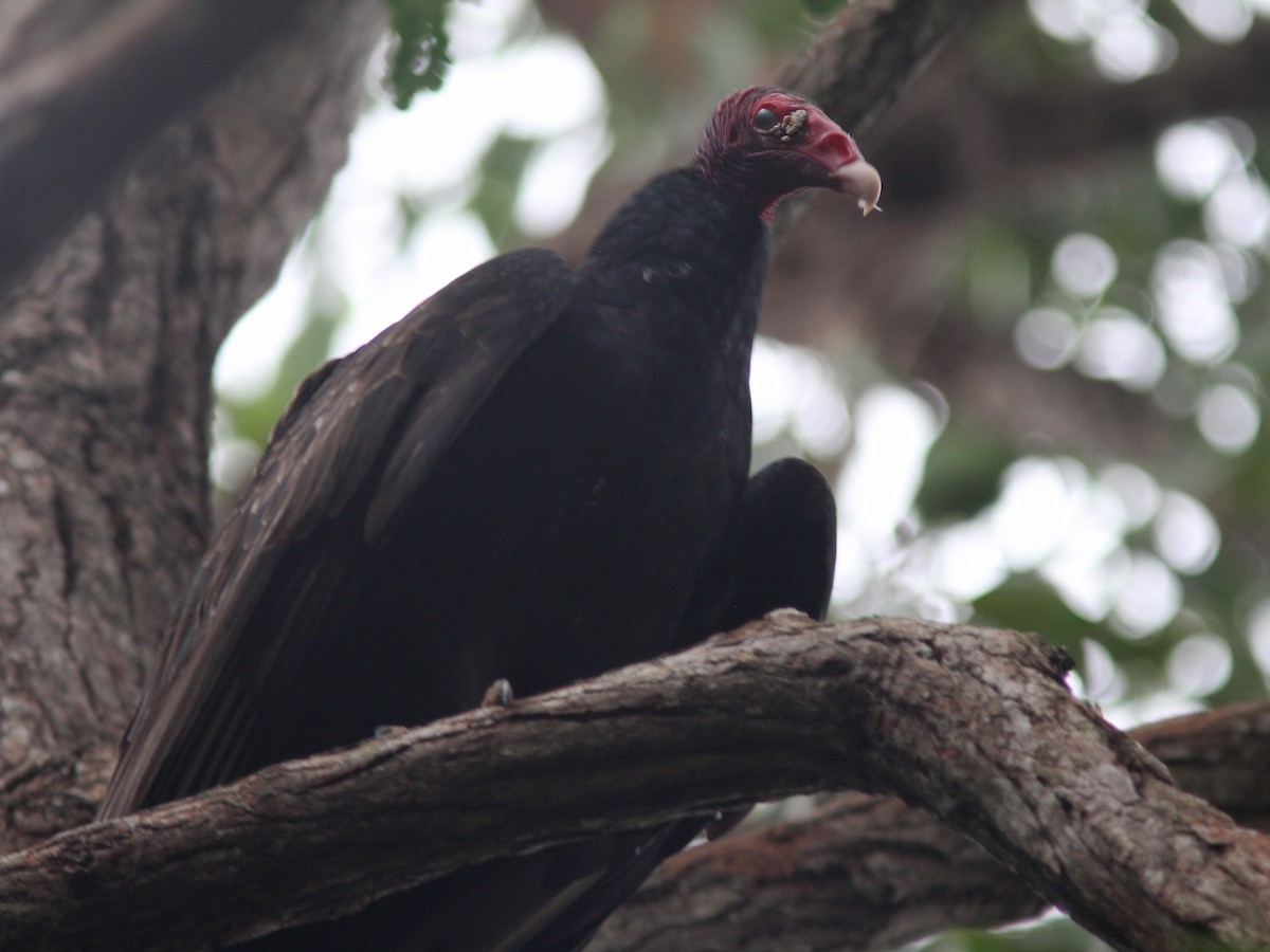 Turkey Vulture - Larry Therrien