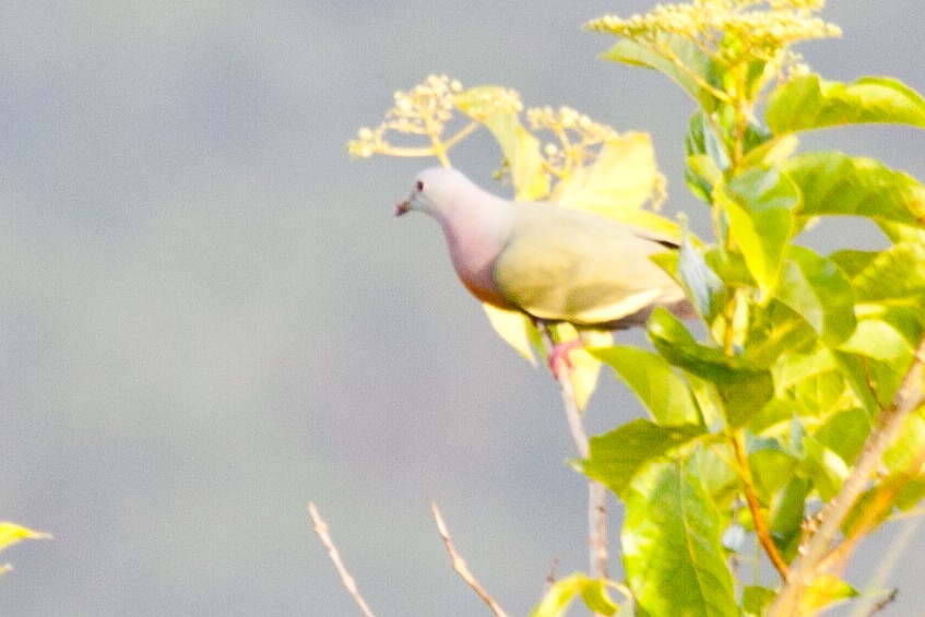 Pink-necked Green-Pigeon - Sue Wright