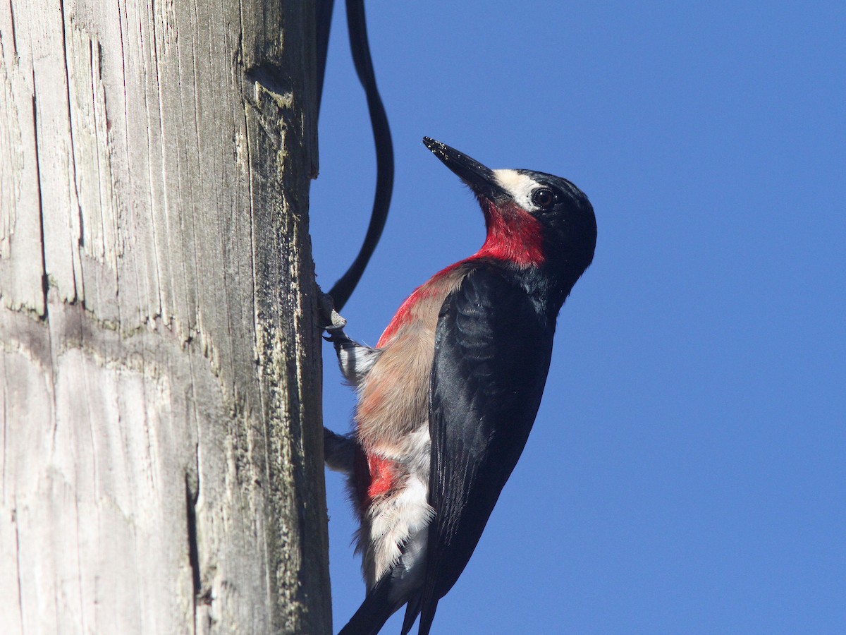 Puerto Rican Woodpecker - Larry Therrien