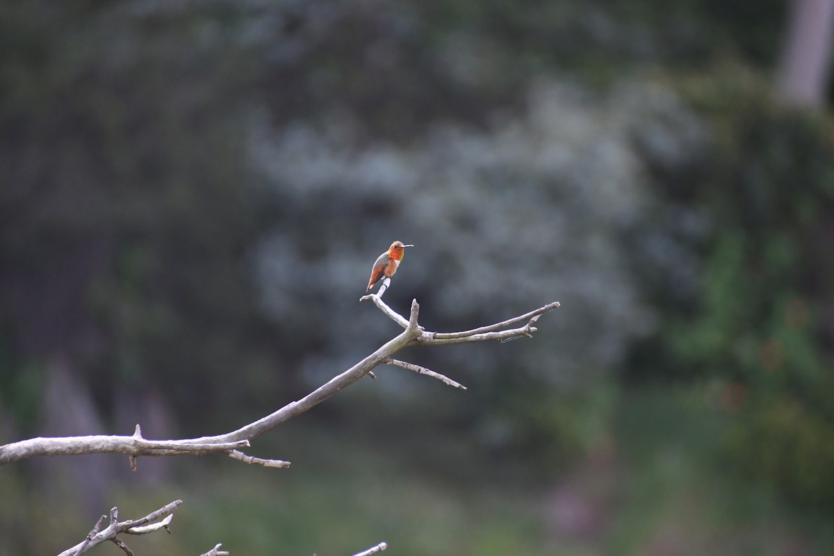 Rufous/Allen's Hummingbird - ML422718051