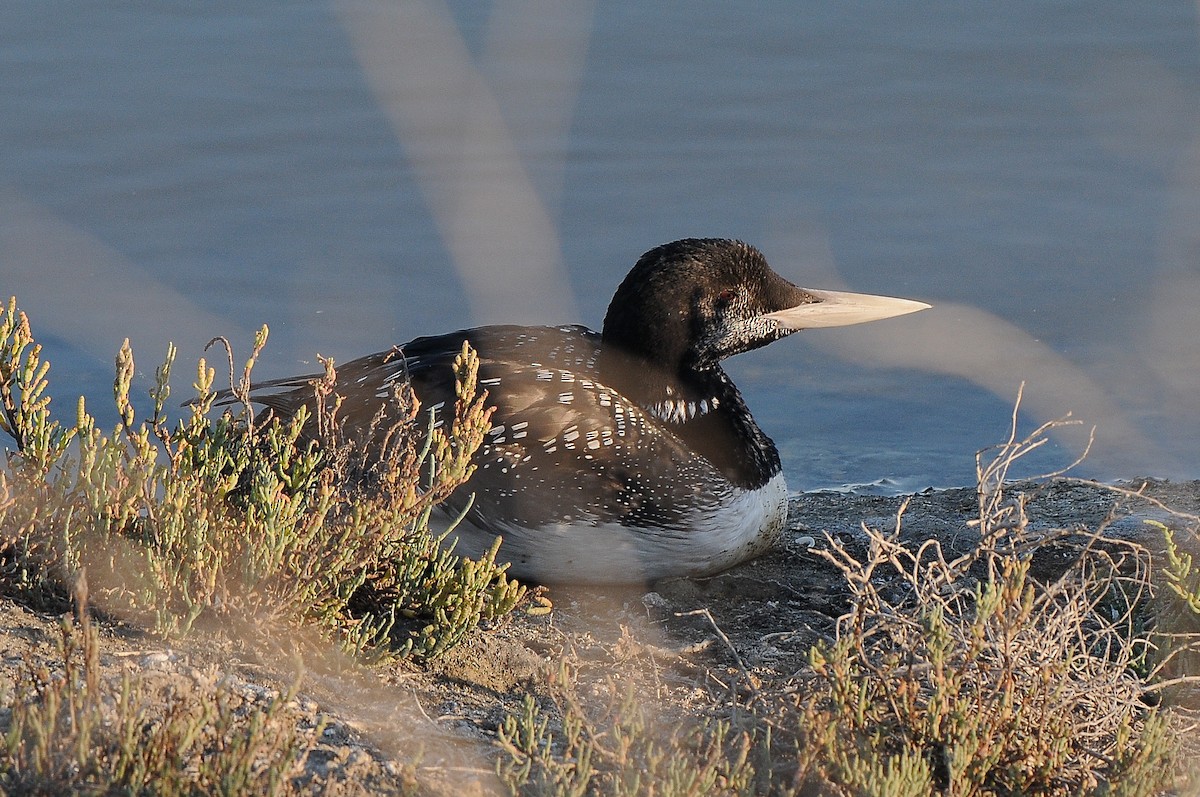 Yellow-billed Loon - Cory Gregory