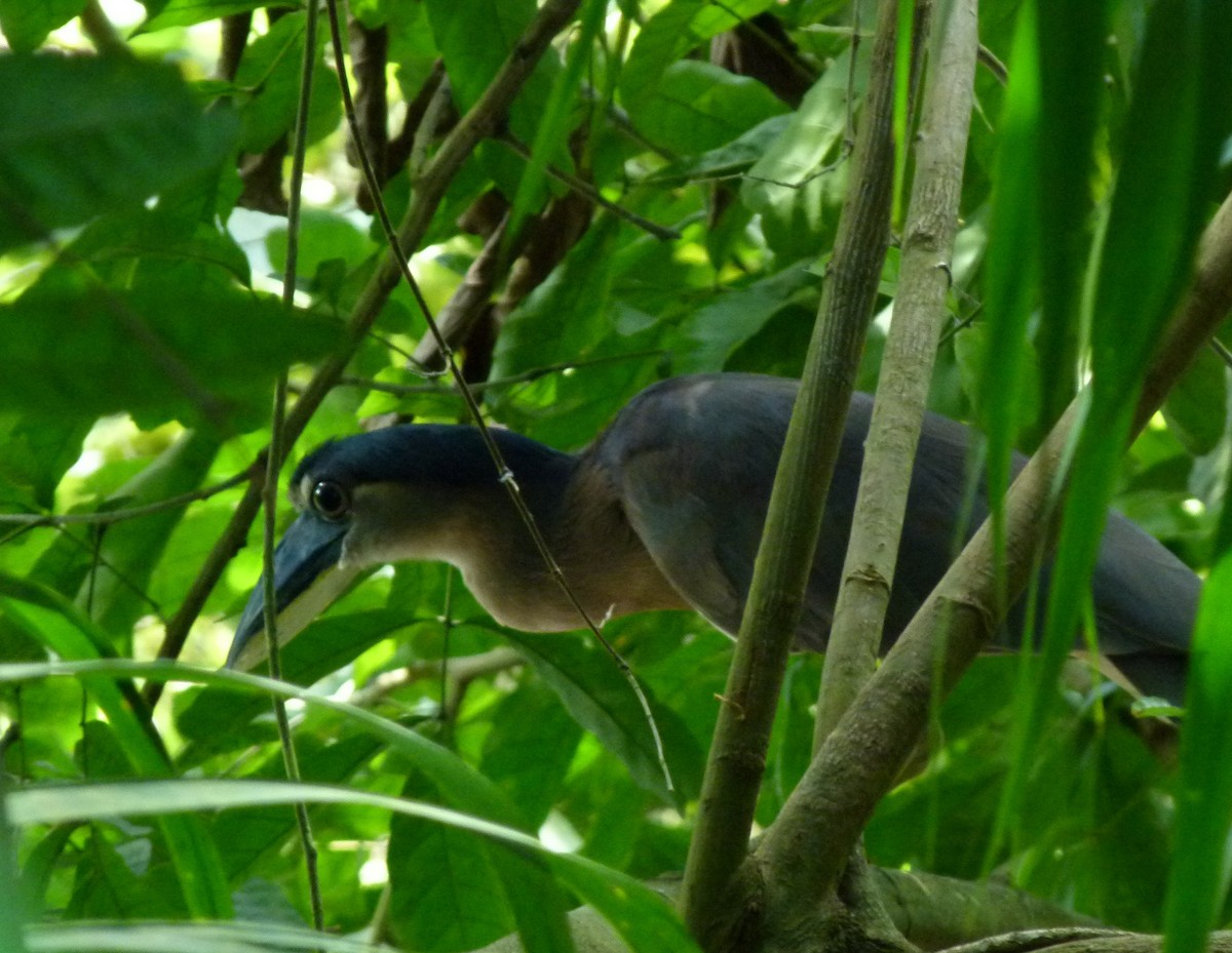 Boat-billed Heron (Southern) - ML42272041