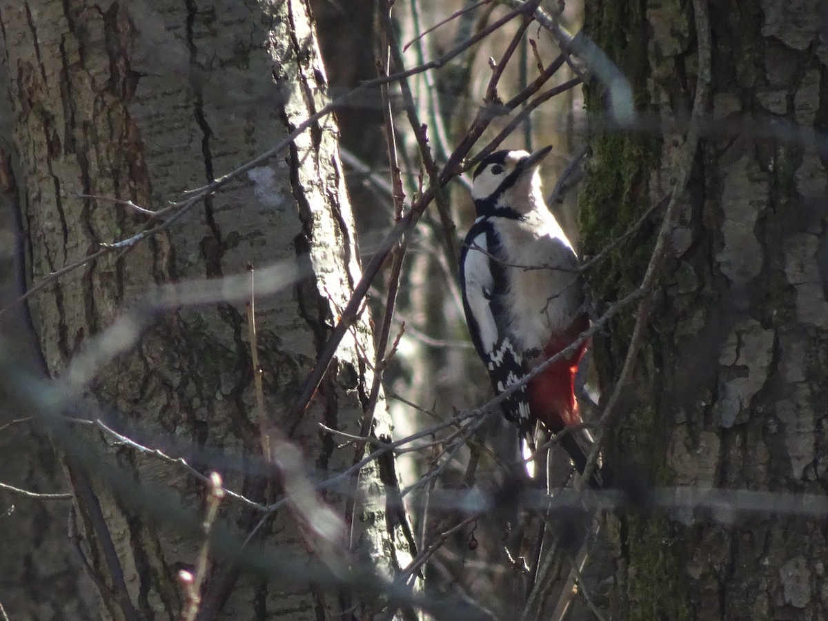 Great Spotted Woodpecker - ML422721621