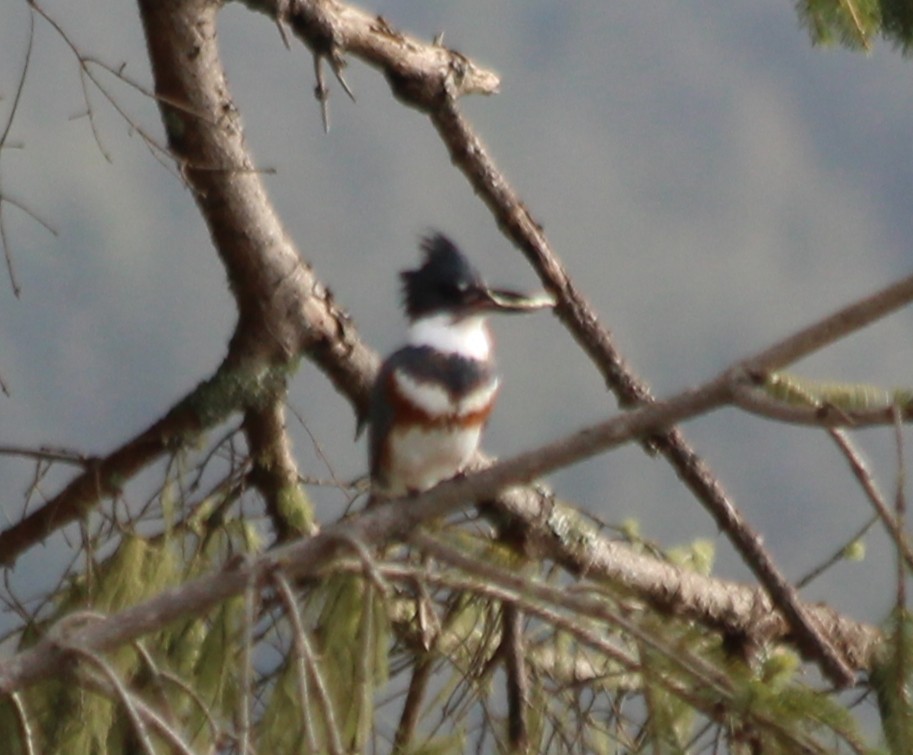 Belted Kingfisher - ML422723281