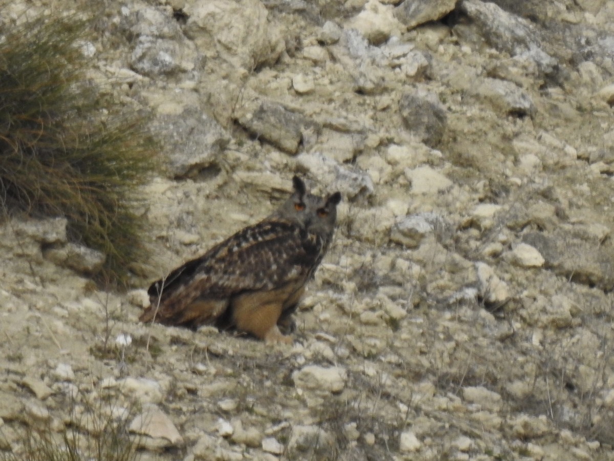 Eurasian Eagle-Owl - ML422729211