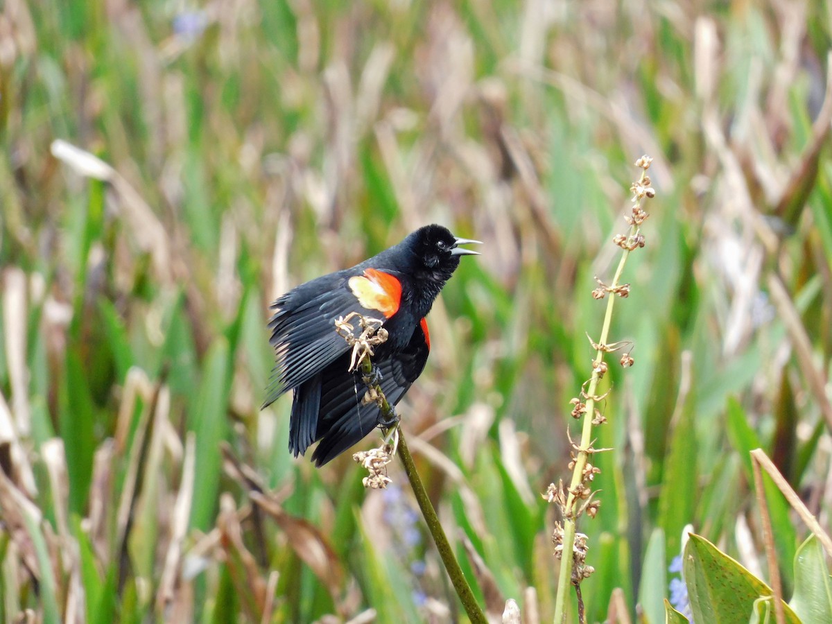 Red-winged Blackbird - Mark Penkower