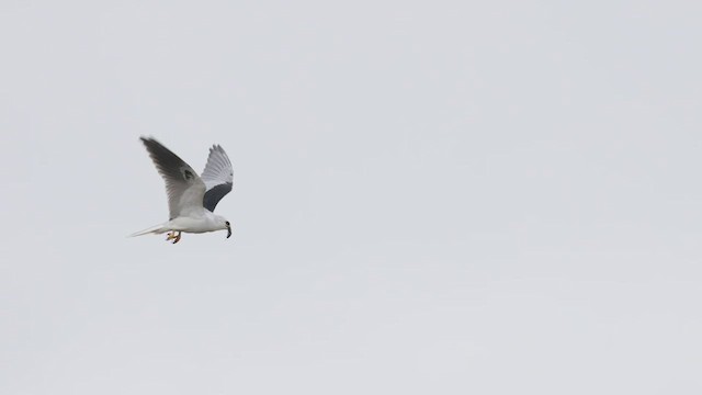 White-tailed Kite - ML422732881