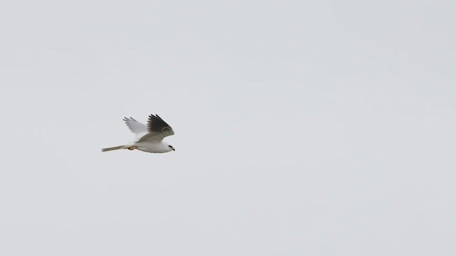 White-tailed Kite - ML422732911