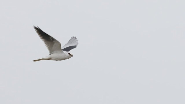 White-tailed Kite - ML422732931