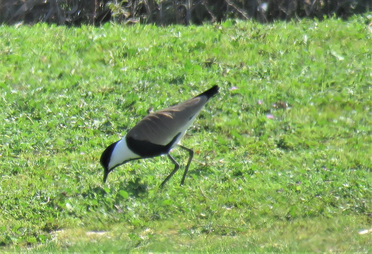 Spur-winged Lapwing - George  Heimpel