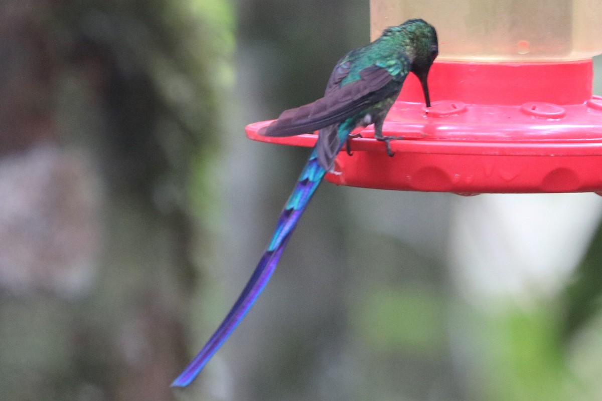 Long-tailed Sylph - ML422736641