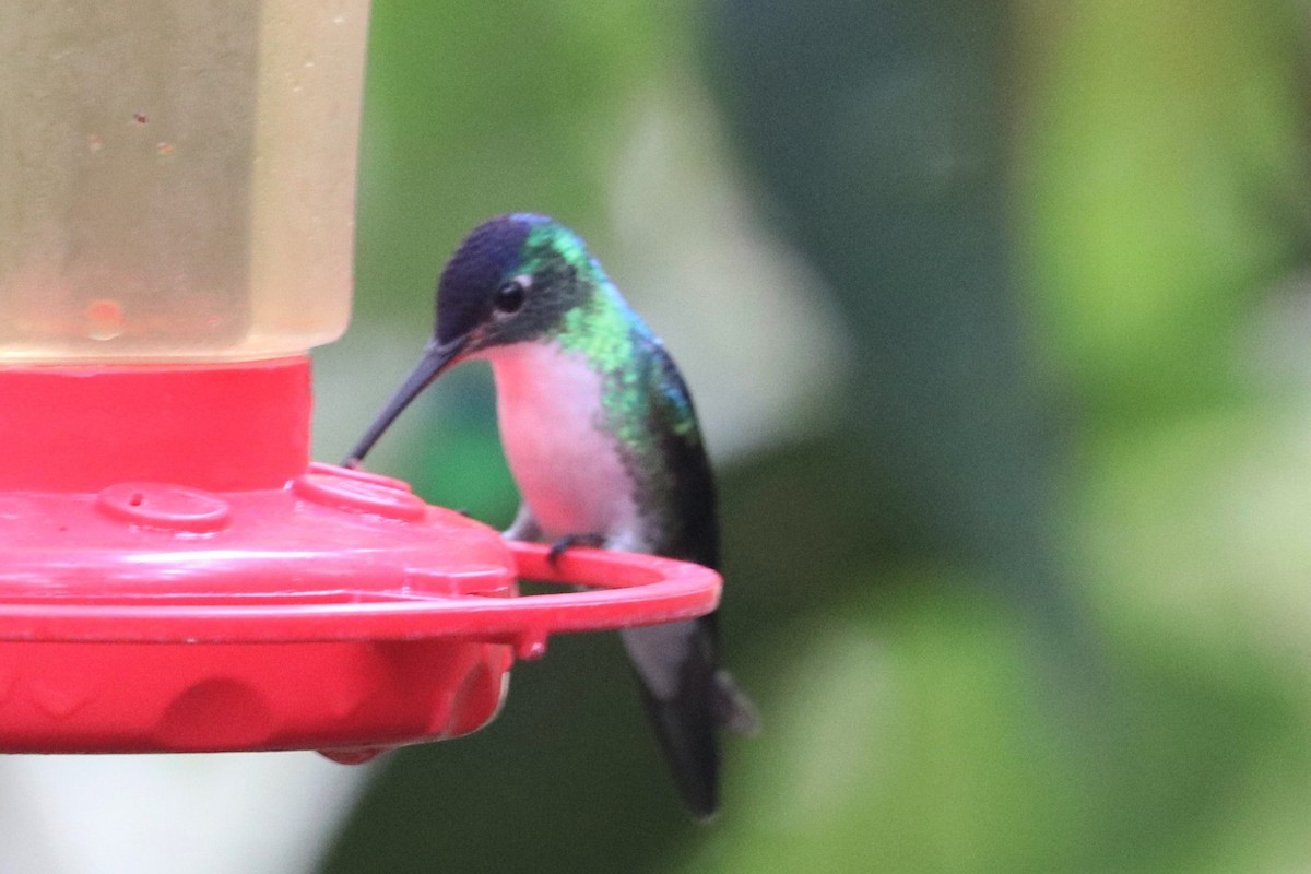 kolibřík andský - ML422737301