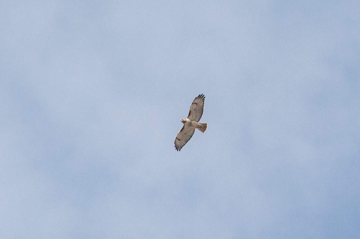 Red-tailed Hawk - ML422737671