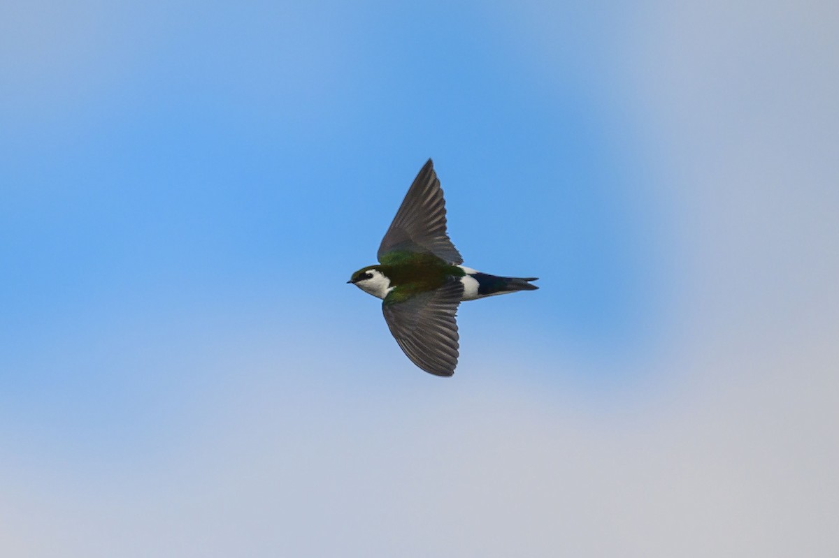 Violet-green Swallow - Roy Jones