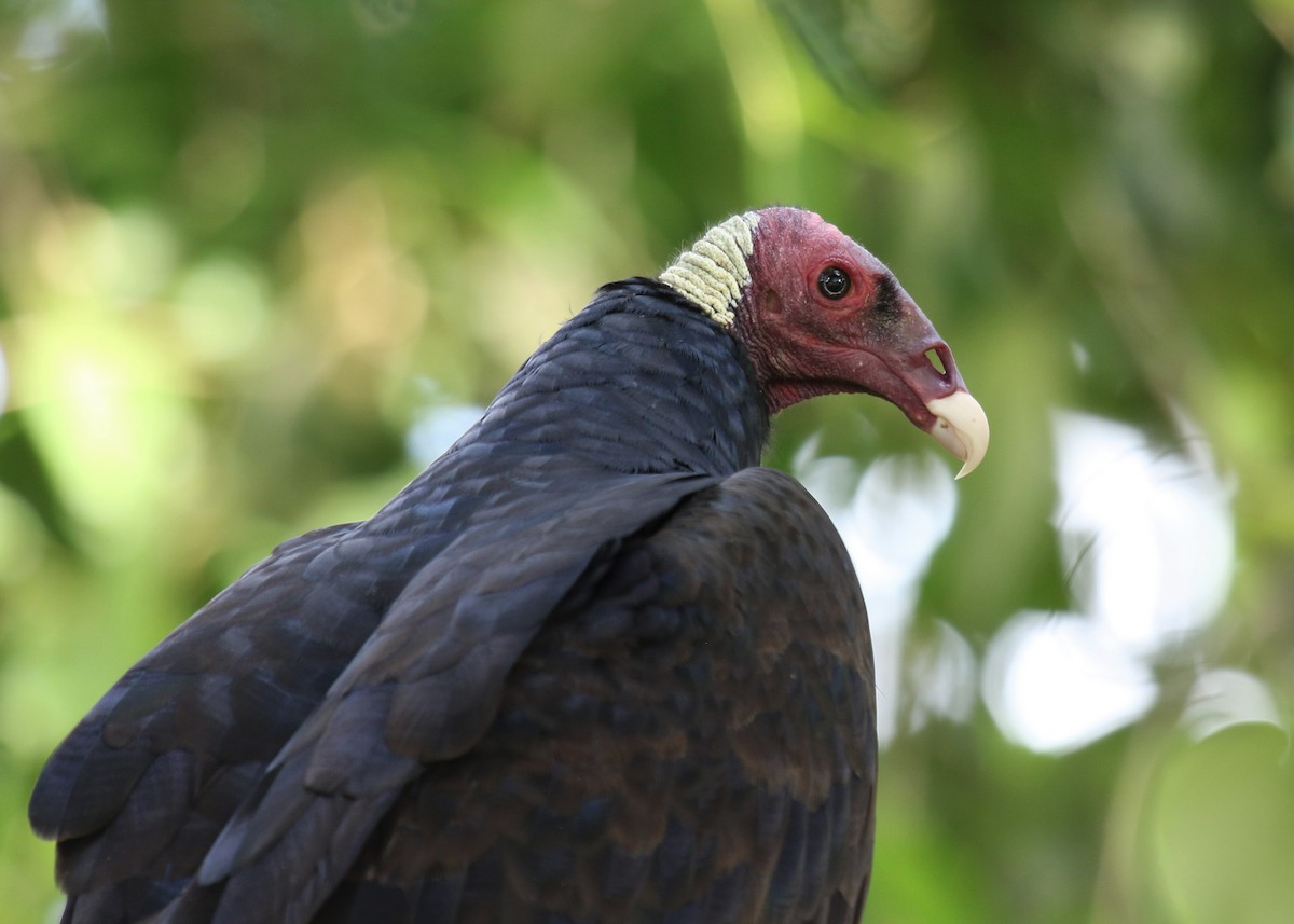 Turkey Vulture - Michael Collins