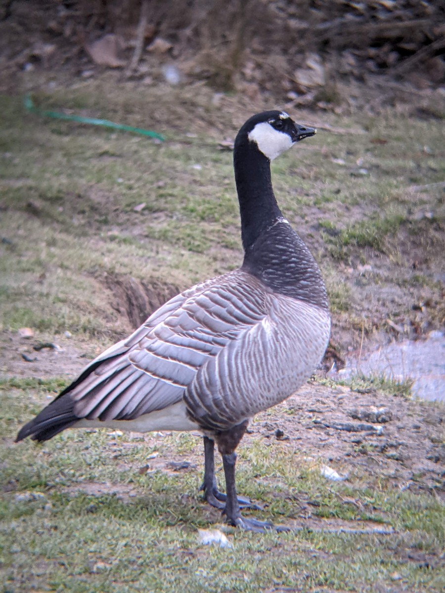 Barnacle x Cackling Goose (hybrid) - ML422748161