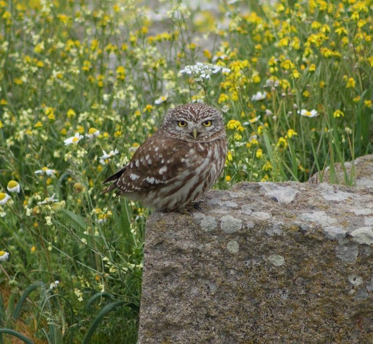 Little Owl - Stuart Fisher