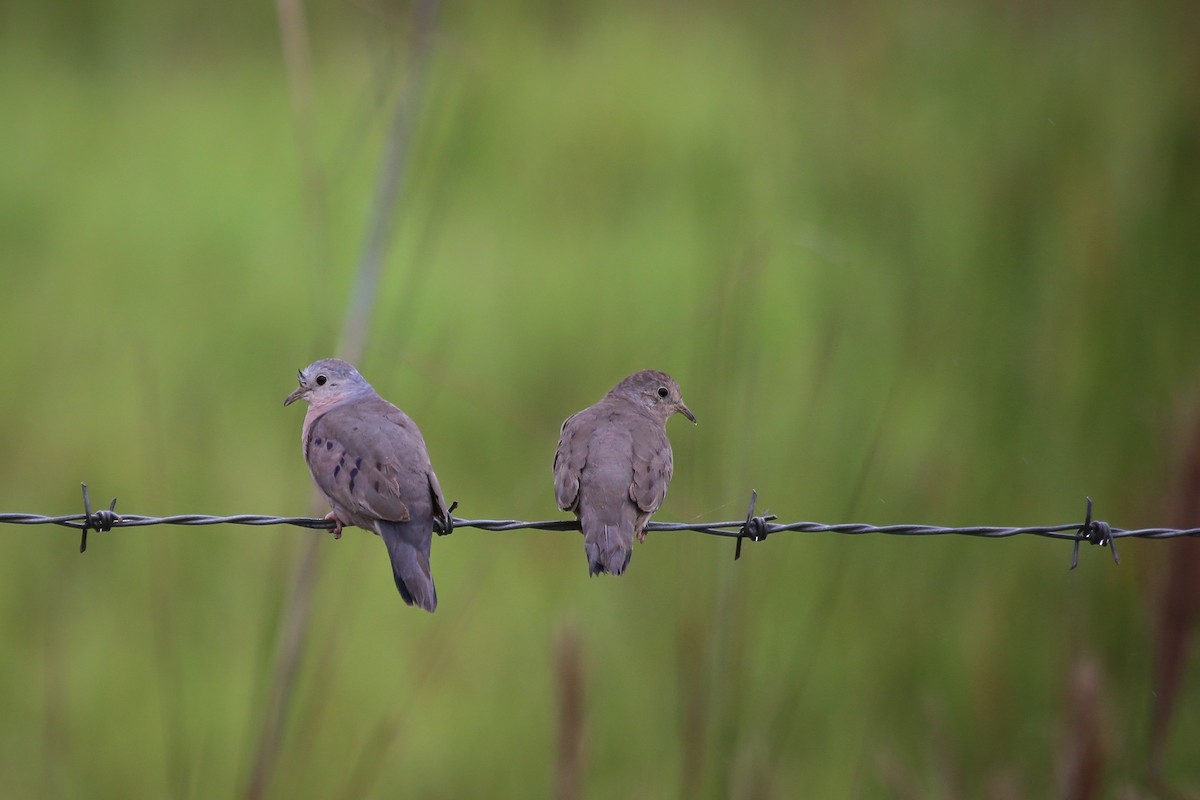 Plain-breasted Ground Dove - Chantelle du Plessis (Andes EcoTours)