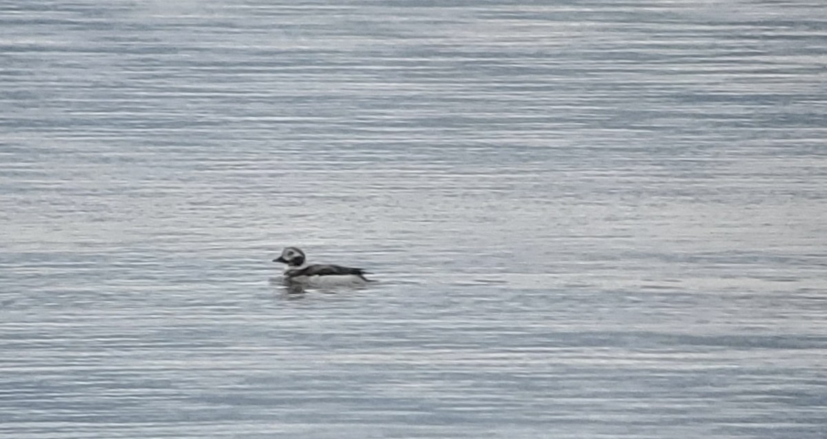Long-tailed Duck - ML422764771