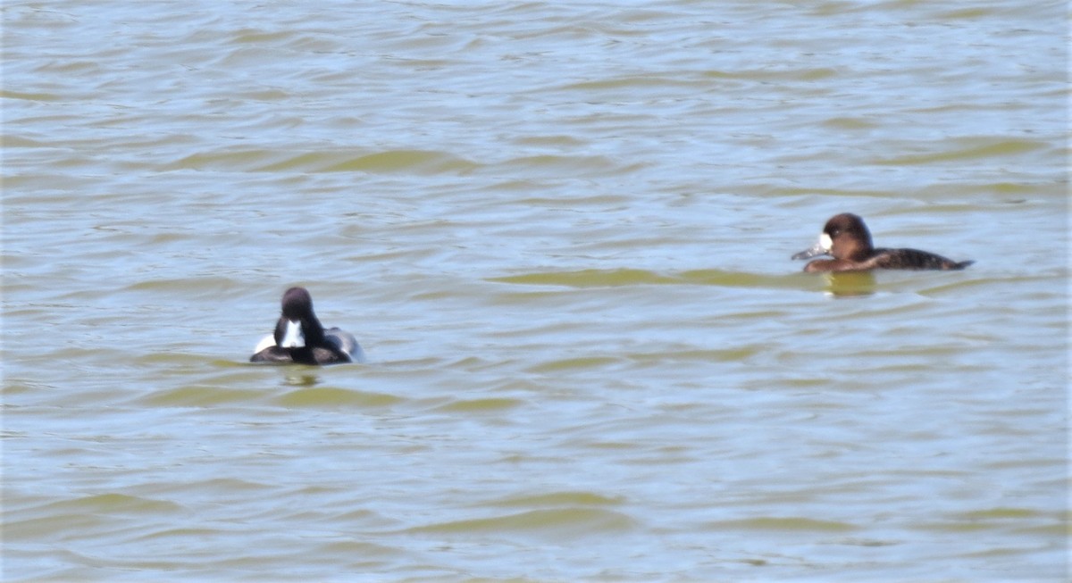Greater Scaup - Tim Towles