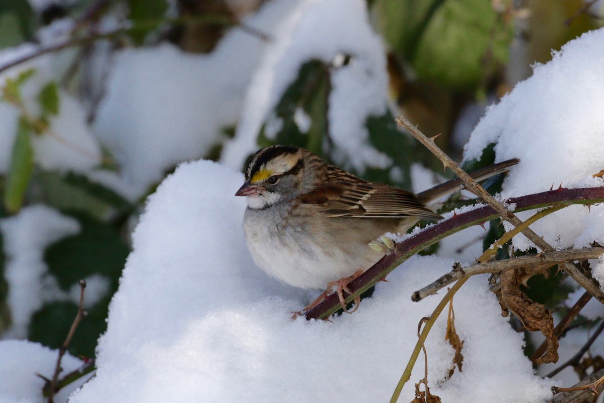 White-throated Sparrow - Jim Parrish