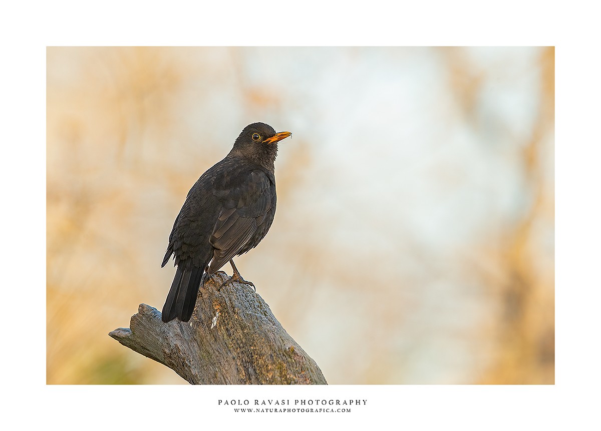 Eurasian Blackbird - Paolo Ravasi