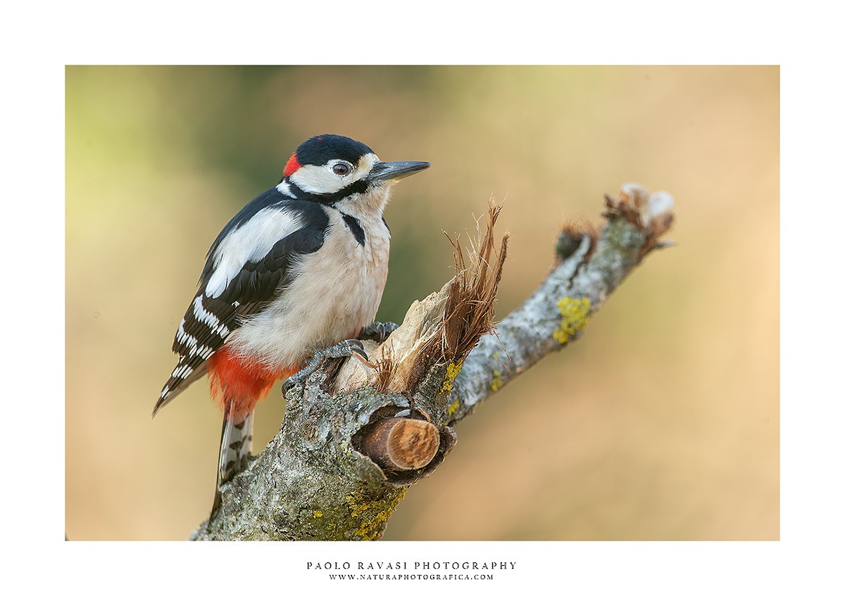 Great Spotted Woodpecker - ML422767081