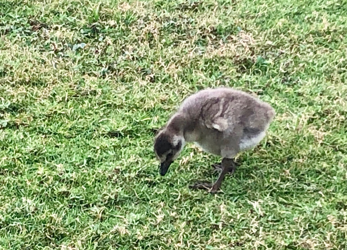 ebird-checklist-5-mar-2020-kilauea-point-nwr-6-species