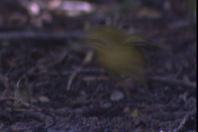 Yellow Warbler (Northern) - ML422784