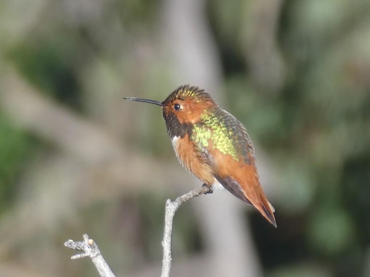 Allen's Hummingbird - ML422785521