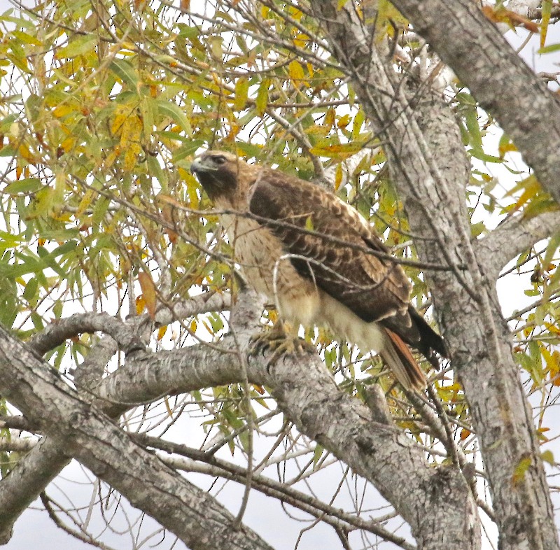 Red-tailed Hawk - Millie and Peter Thomas