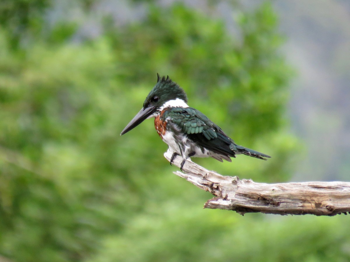 Amazon Kingfisher - John van Dort