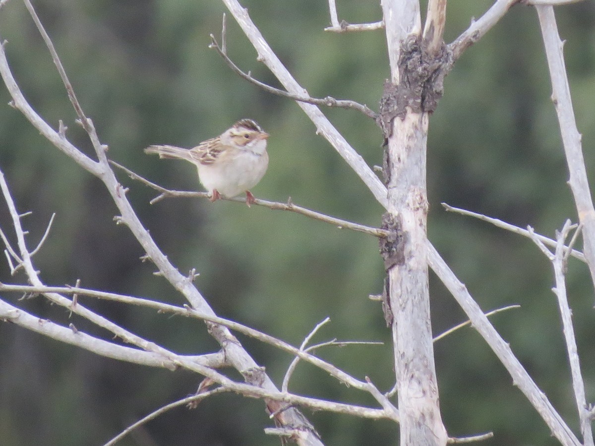 Clay-colored Sparrow - ML42279181