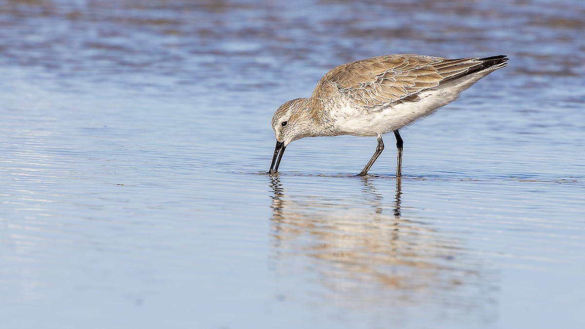 Red Knot - ML422792311