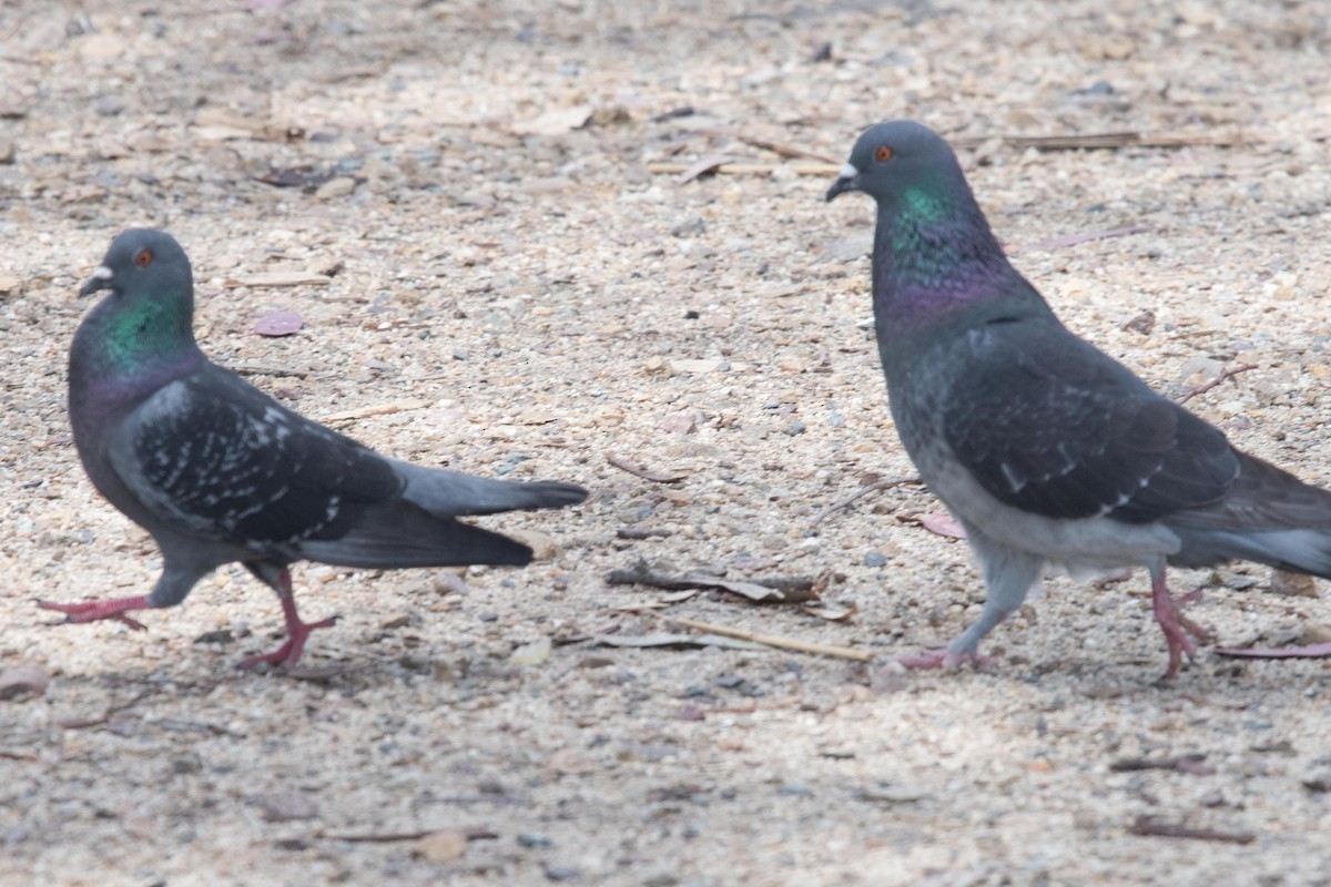 Rock Pigeon (Feral Pigeon) - ML422793281