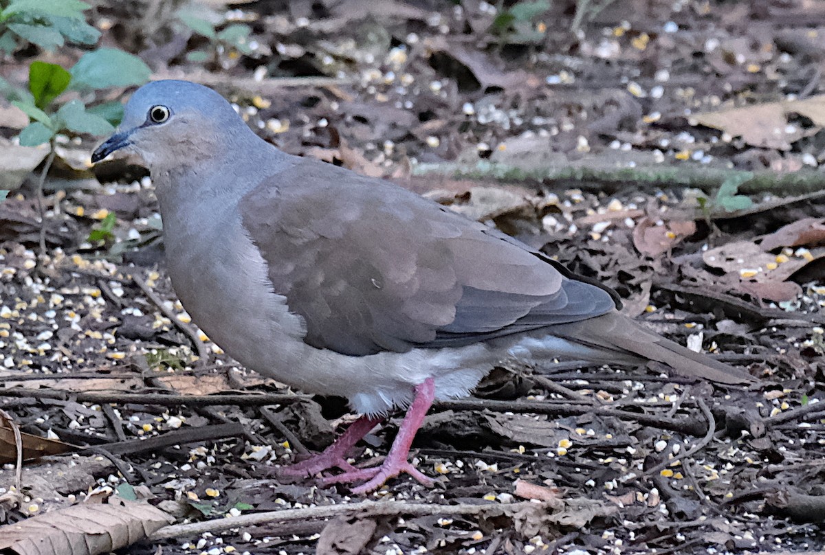 Gray-headed Dove - ML422804371
