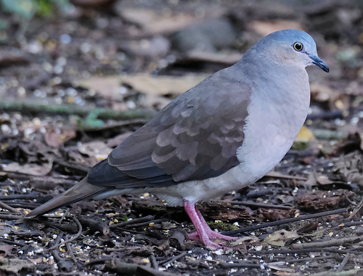 Gray-headed Dove - ML422804471