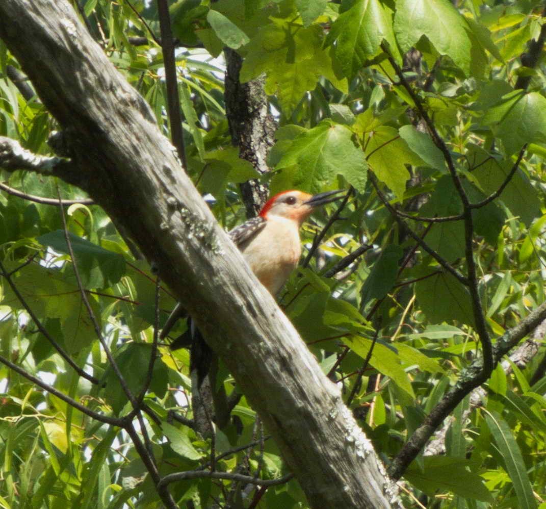 Red-bellied Woodpecker - ML422805731