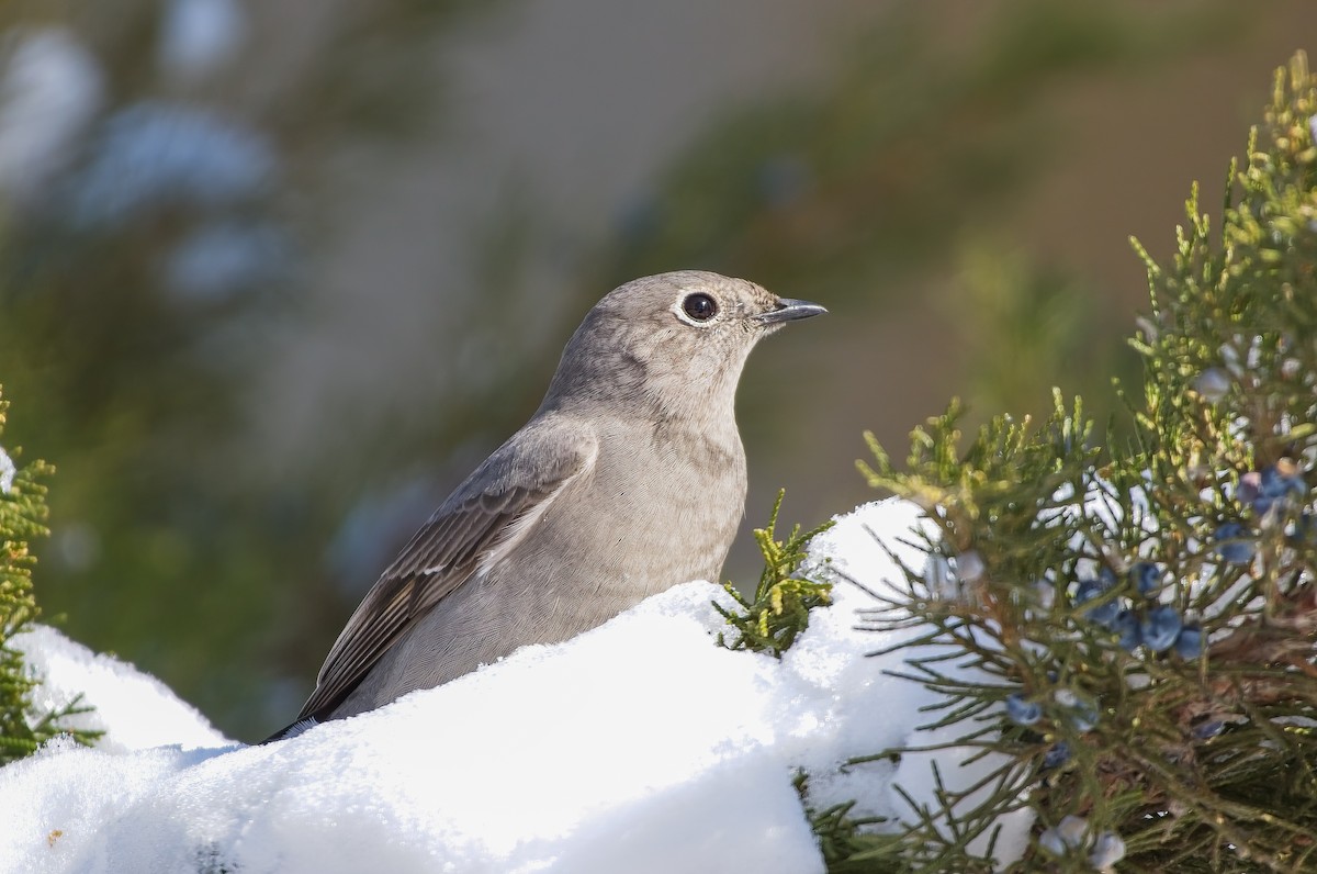 Townsend's Solitaire - ML422807481