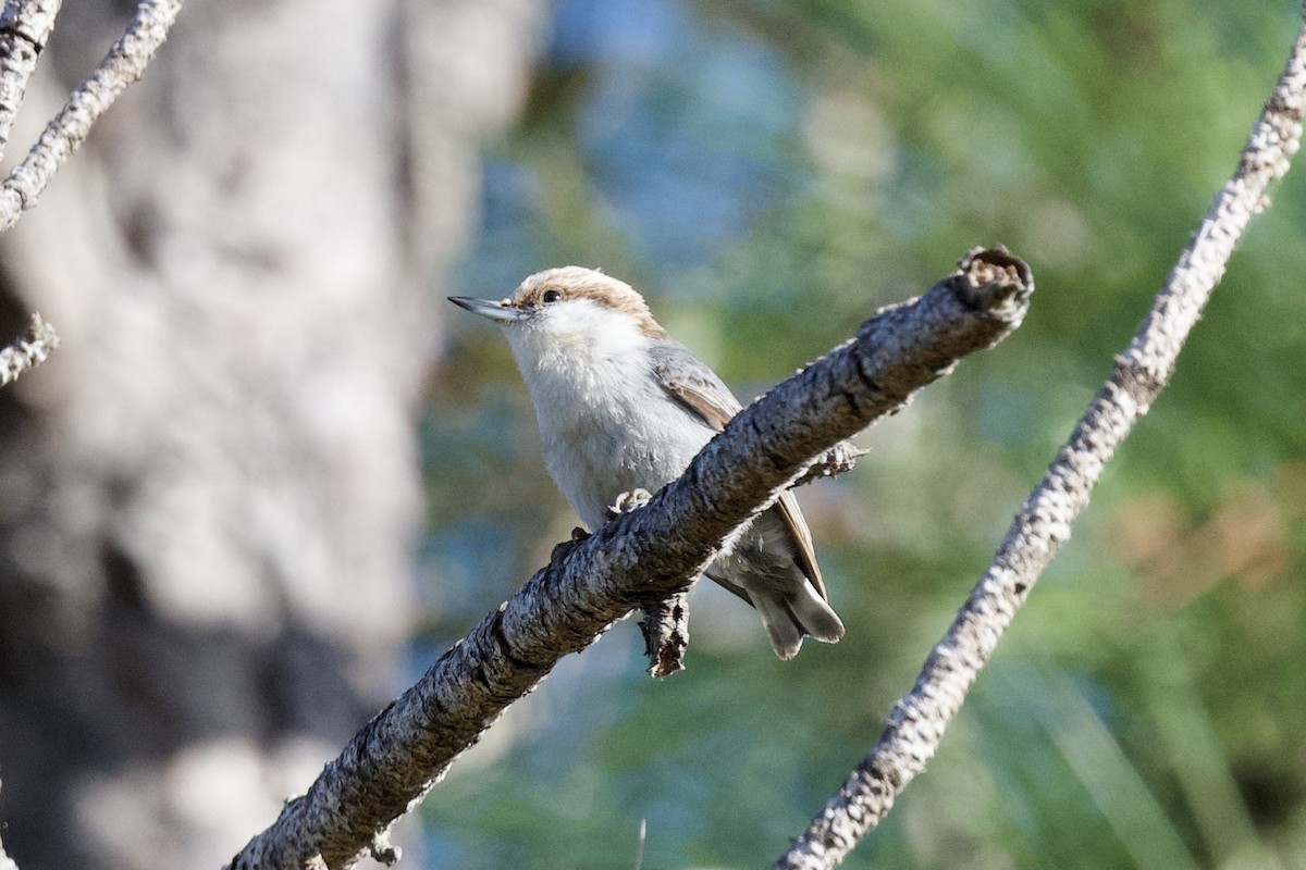 Brown-headed Nuthatch - ML422808131
