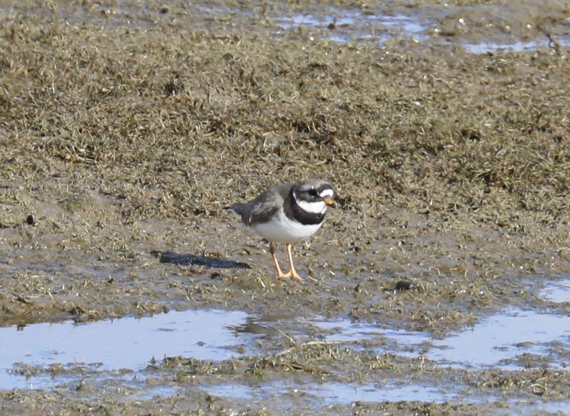 Common Ringed Plover - ML422811611
