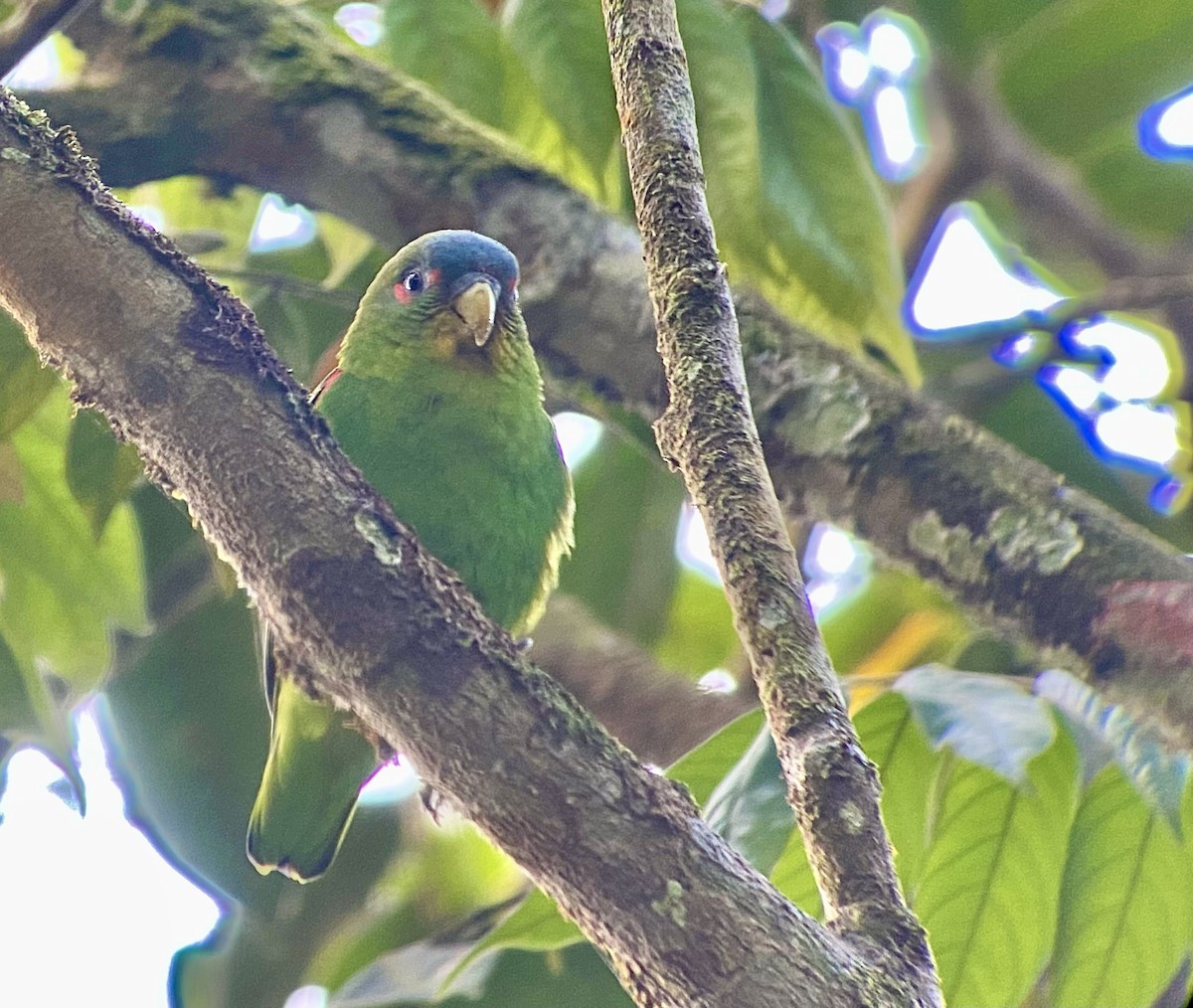 Blue-fronted Parrotlet - ML422812801