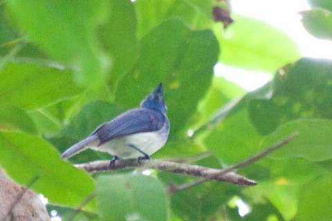 Short-crested Monarch - Hypothymis helenae - Media Search - Macaulay Library and eBird