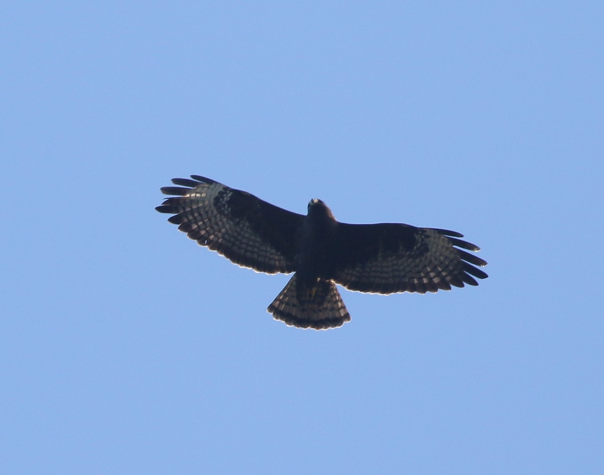 Short-tailed Hawk - ML422822321