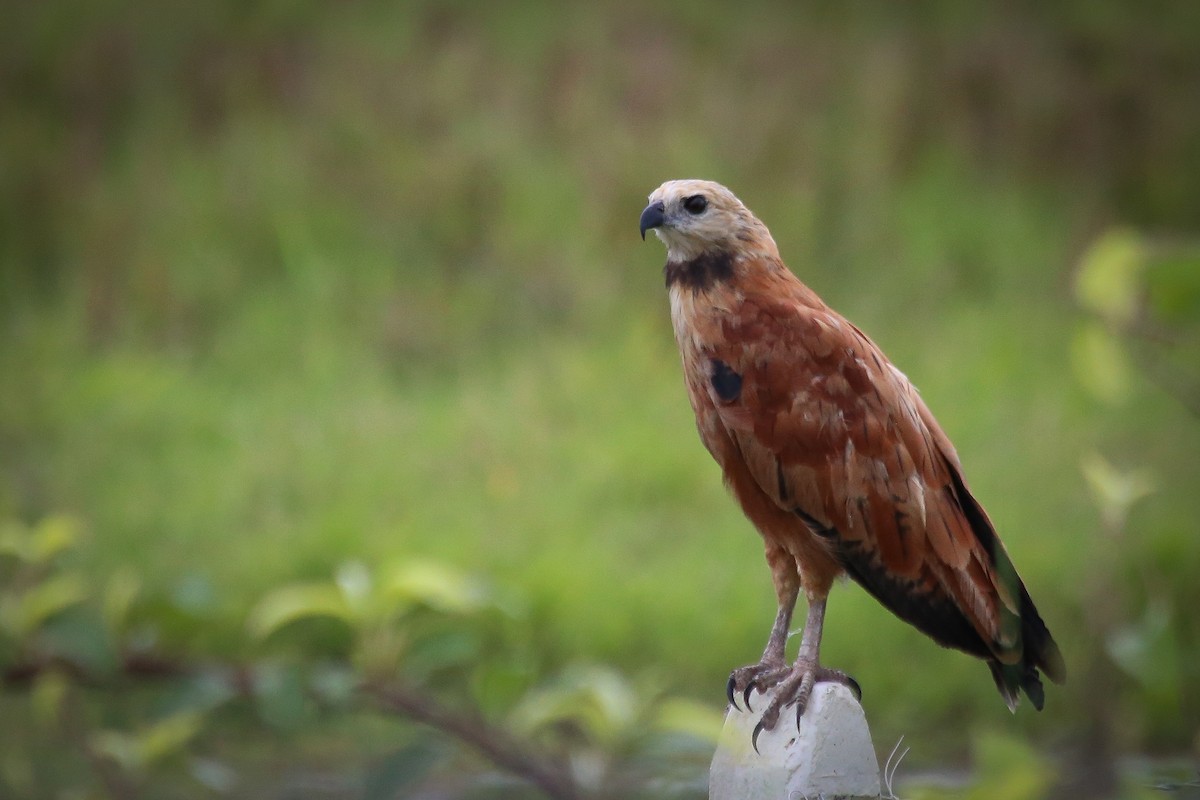 Black-collared Hawk - Chantelle du Plessis (Andes EcoTours)